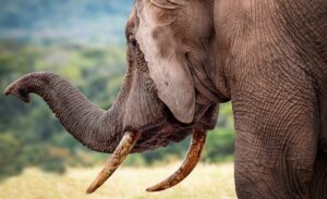 Close-up side view of an elephant with large curved tusks and its trunk raised, standing outdoors with blurred green vegetation in the background.